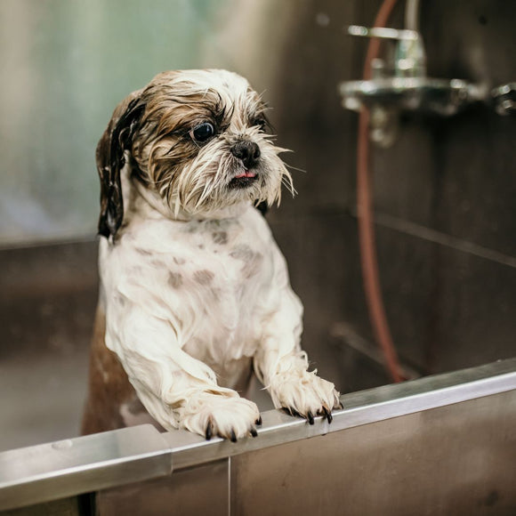 The Importance of Regular Grooming for Your Dog's Health: Cleanliness and Care for a Happy Pooch