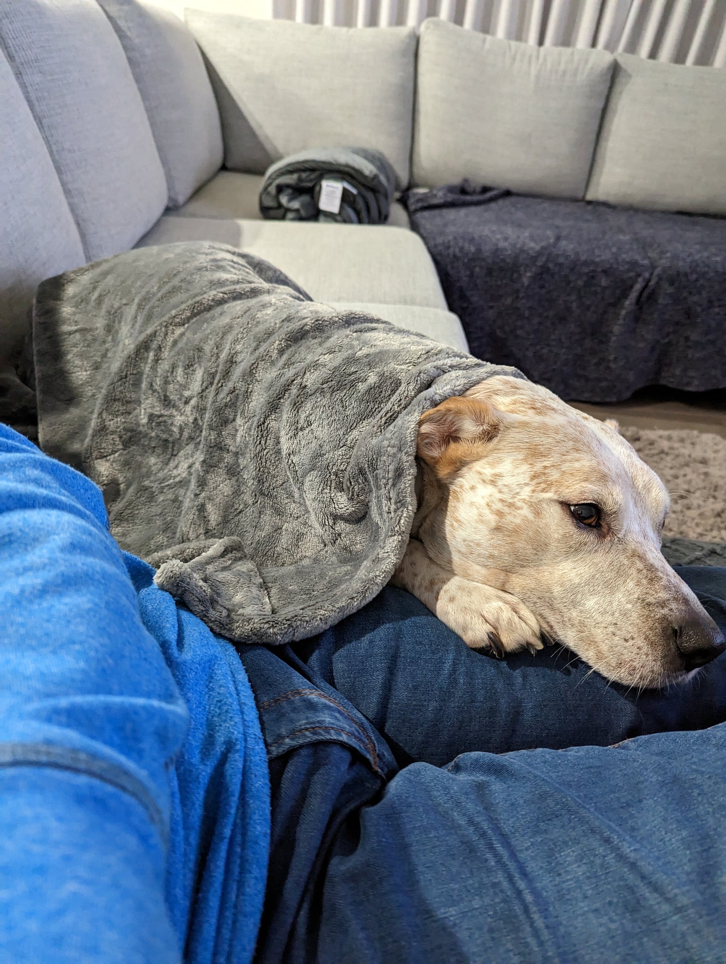 Dog Flannel Sleeping Blanket