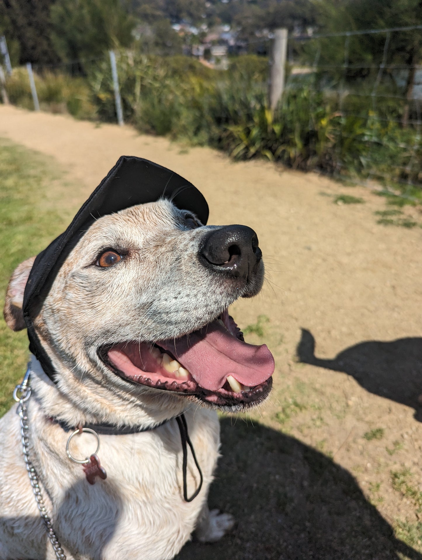 Dog Baseball Cap
