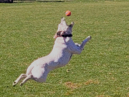 Dog Tennis Ball Launcher | Dog Ball Thrower