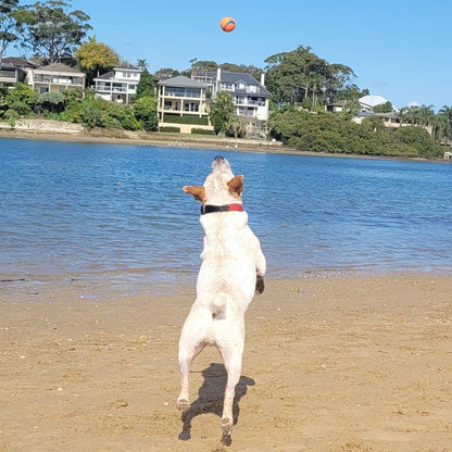 Dog Tennis Ball Launcher | Dog Ball Thrower