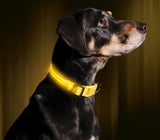 LED Dog Collar
