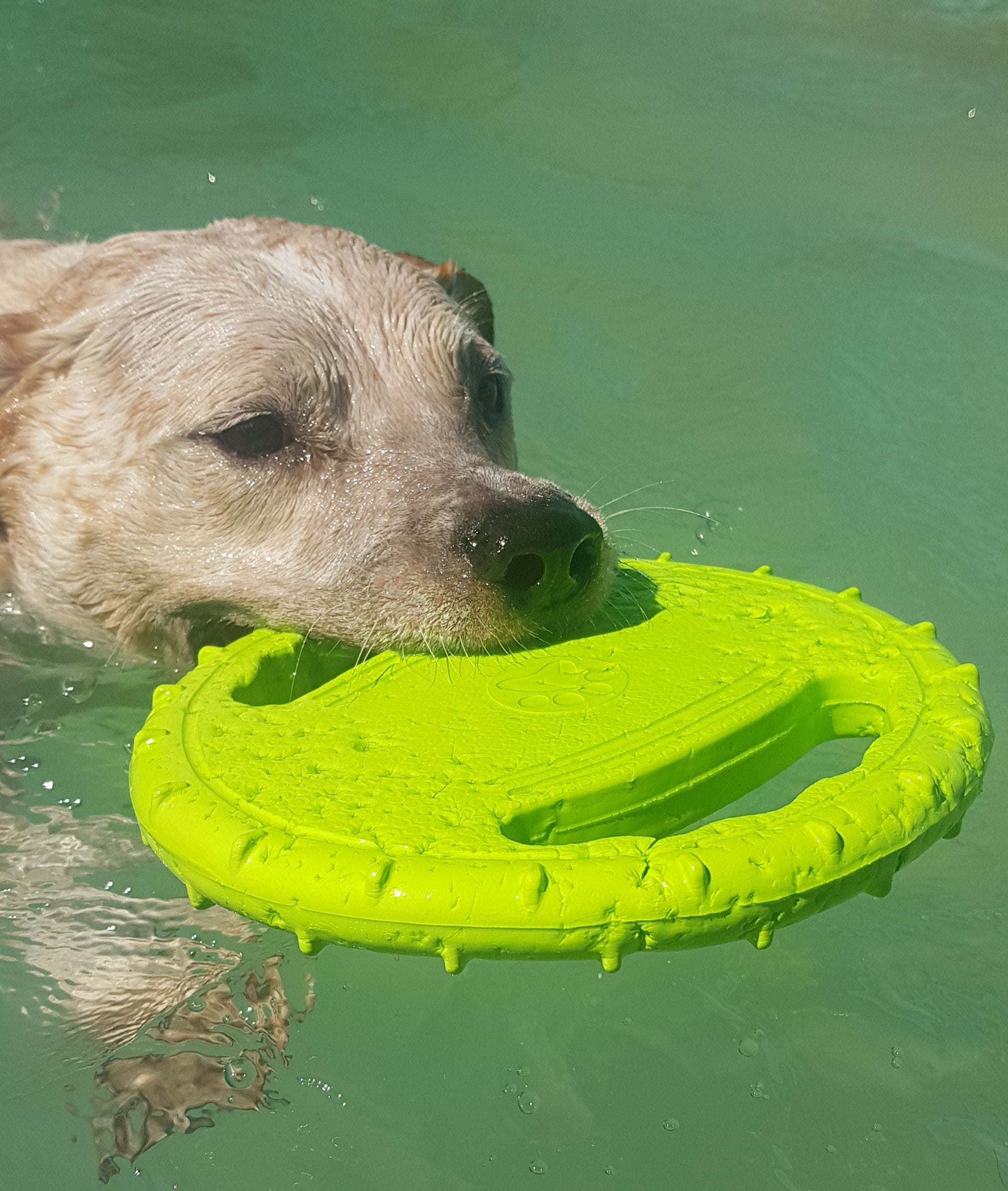 Water frisbee outlet for dogs