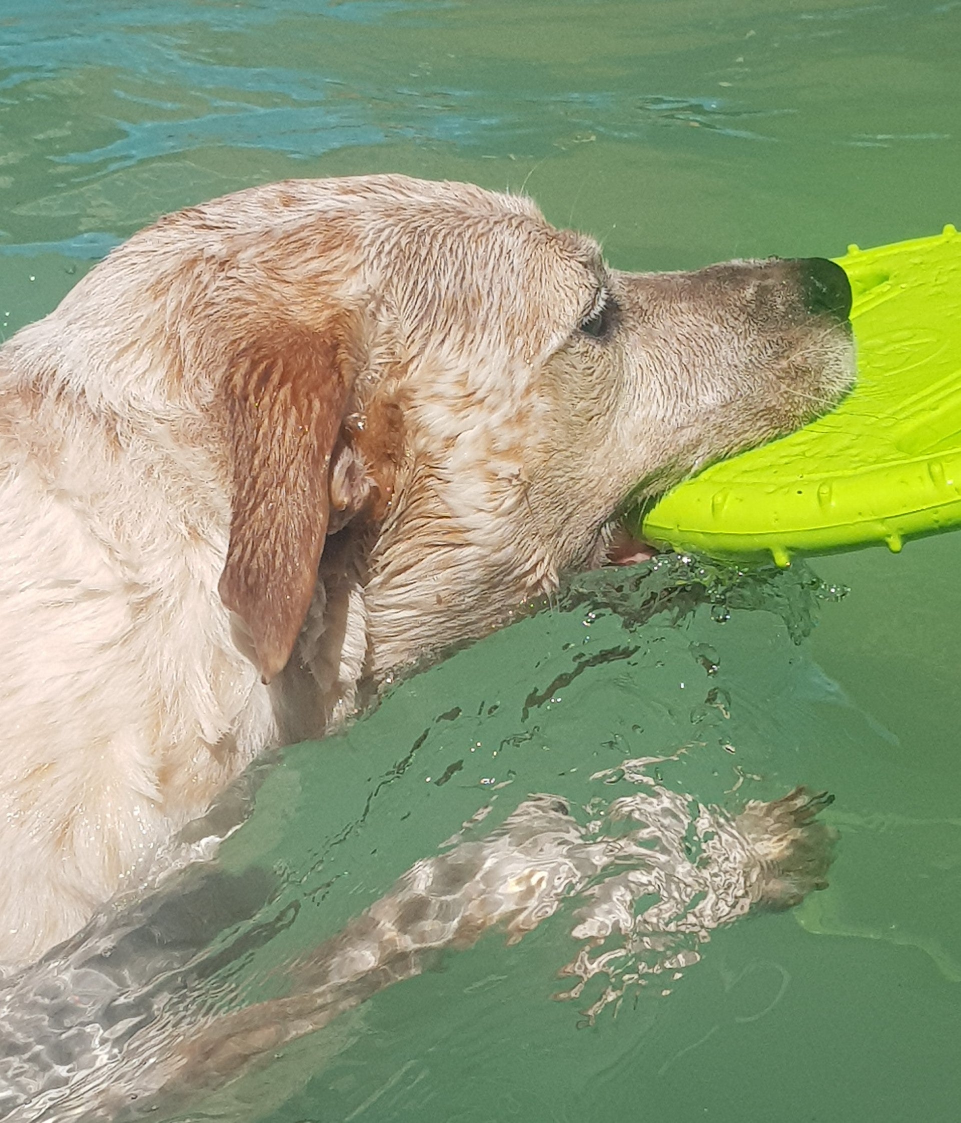 Water frisbee for on sale dogs